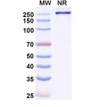 SDS-PAGE - Eglatoprutug Biosimilar - Anti-c-Kit Antibody - BSA and Azide free (A339778) - Antibodies.com