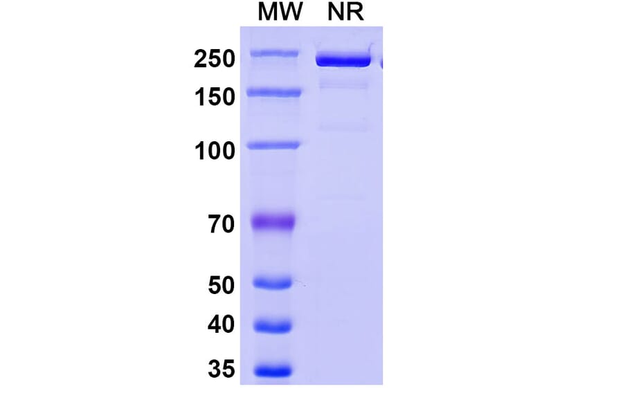 SDS-PAGE - Eglatoprutug Biosimilar - Anti-c-Kit Antibody - BSA and Azide free (A339778) - Antibodies.com