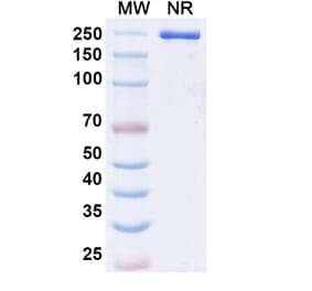 SDS-PAGE - Epacmarstobart Biosimilar - Anti-SIRP alpha Antibody - BSA and Azide free (A339780) - Antibodies.com