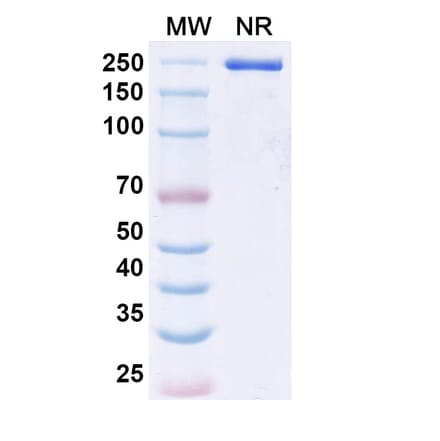 SDS-PAGE - Epacmarstobart Biosimilar - Anti-SIRP alpha Antibody - BSA and Azide free (A339780) - Antibodies.com