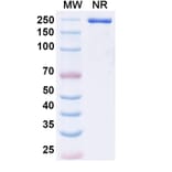 SDS-PAGE - Epacmarstobart Biosimilar - Anti-SIRP alpha Antibody - BSA and Azide free (A339780) - Antibodies.com