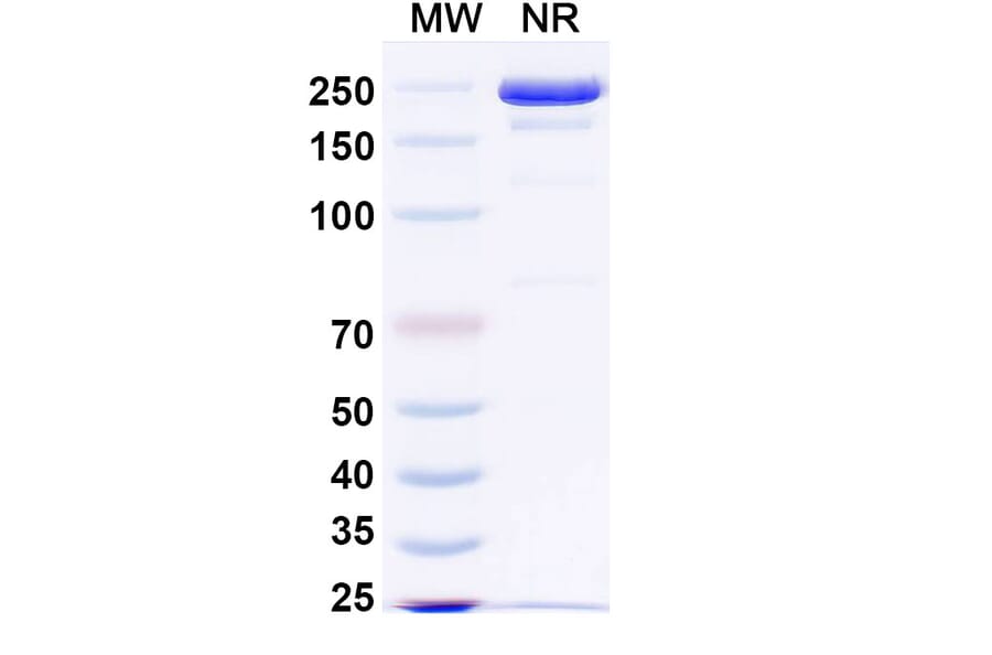 SDS-PAGE - Epacmarstobart Biosimilar - Anti-SIRP alpha Antibody - BSA and Azide free (A339780) - Antibodies.com