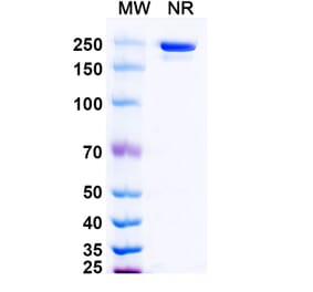 SDS-PAGE - Evunzekibart Biosimilar - Anti-CD137 Antibody - BSA and Azide free (A339781) - Antibodies.com