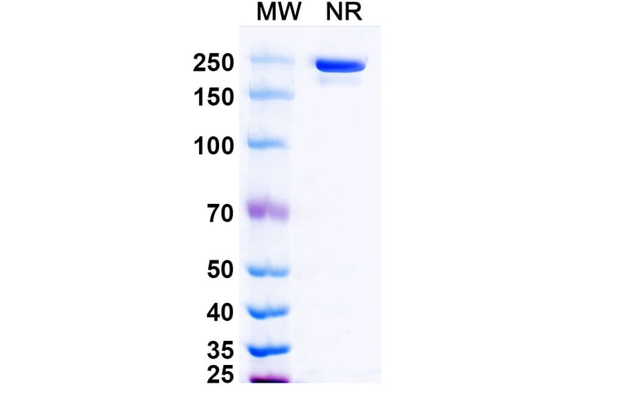 SDS-PAGE - Evunzekibart Biosimilar - Anti-CD137 Antibody - BSA and Azide free (A339781) - Antibodies.com