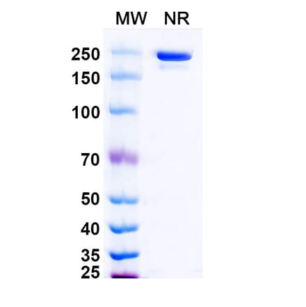 SDS-PAGE - Evunzekibart Biosimilar - Anti-CD137 Antibody - BSA and Azide free (A339781) - Antibodies.com
