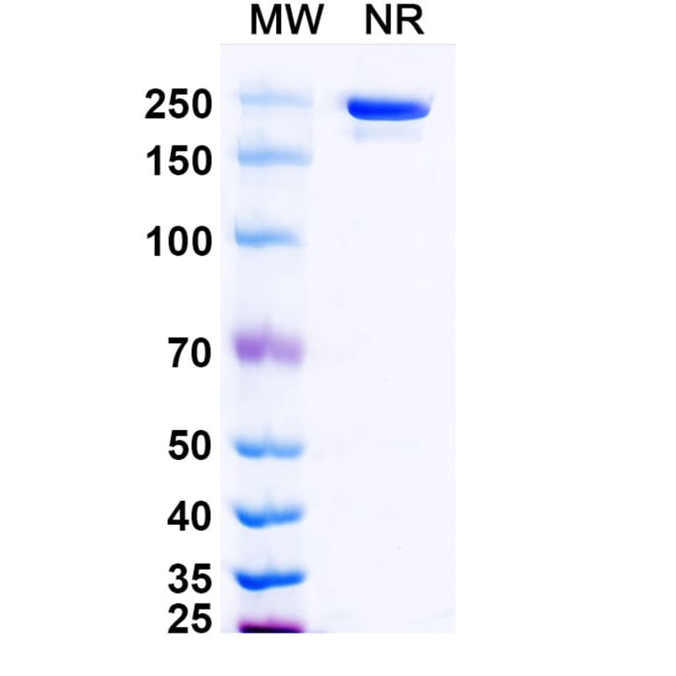 SDS-PAGE - Evunzekibart Biosimilar - Anti-CD137 Antibody - BSA and Azide free (A339781) - Antibodies.com