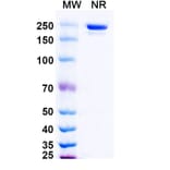 SDS-PAGE - Evunzekibart Biosimilar - Anti-CD137 Antibody - BSA and Azide free (A339781) - Antibodies.com