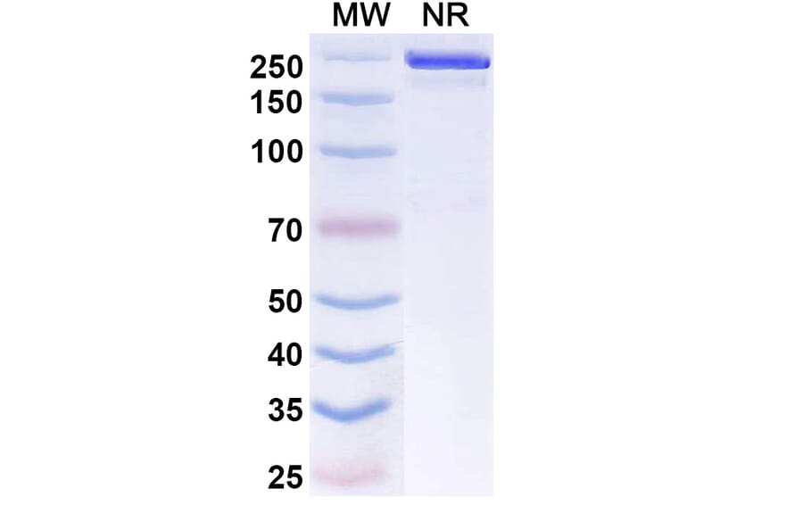 SDS-PAGE - Evunzekibart Biosimilar - Anti-CD137 Antibody - BSA and Azide free (A339781) - Antibodies.com