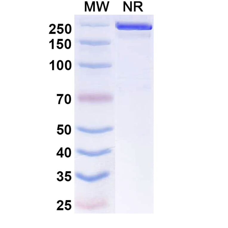 SDS-PAGE - Evunzekibart Biosimilar - Anti-CD137 Antibody - BSA and Azide free (A339781) - Antibodies.com
