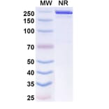 SDS-PAGE - Evunzekibart Biosimilar - Anti-CD137 Antibody - BSA and Azide free (A339781) - Antibodies.com