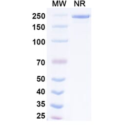 SDS-PAGE - Exlinkibart Biosimilar - Anti-CD137 Antibody - BSA and Azide free (A339782) - Antibodies.com