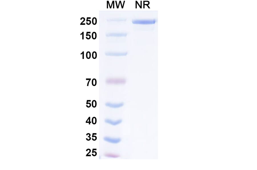 SDS-PAGE - Exlinkibart Biosimilar - Anti-CD137 Antibody - BSA and Azide free (A339782) - Antibodies.com