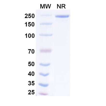 SDS-PAGE - Exlinkibart Biosimilar - Anti-CD137 Antibody - BSA and Azide free (A339782) - Antibodies.com