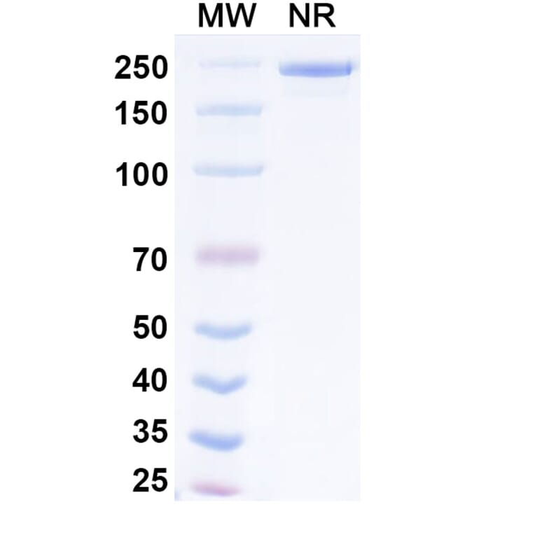 SDS-PAGE - Exlinkibart Biosimilar - Anti-CD137 Antibody - BSA and Azide free (A339782) - Antibodies.com