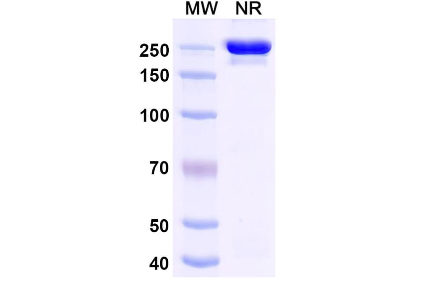 SDS-PAGE - Exlinkibart Biosimilar - Anti-CD137 Antibody - BSA and Azide free (A339782) - Antibodies.com