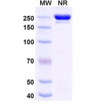 SDS-PAGE - Exlinkibart Biosimilar - Anti-CD137 Antibody - BSA and Azide free (A339782) - Antibodies.com