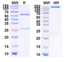 SDS-PAGE - Izeltabart Biosimilar - Anti-ADAM9 Antibody - BSA and Azide free (A339787) - Antibodies.com