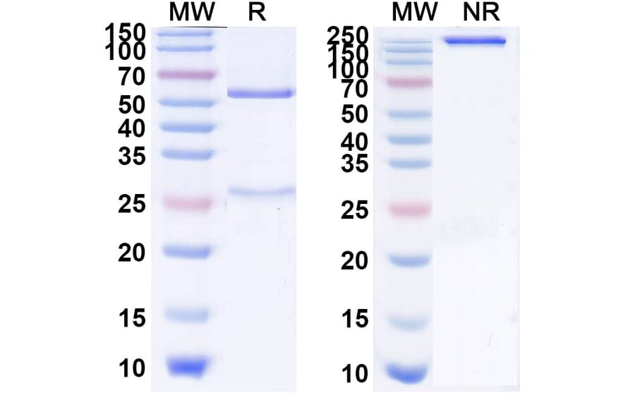SDS-PAGE - Izeltabart Biosimilar - Anti-ADAM9 Antibody - BSA and Azide free (A339787) - Antibodies.com