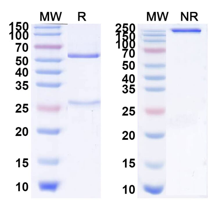 SDS-PAGE - Izeltabart Biosimilar - Anti-ADAM9 Antibody - BSA and Azide free (A339787) - Antibodies.com