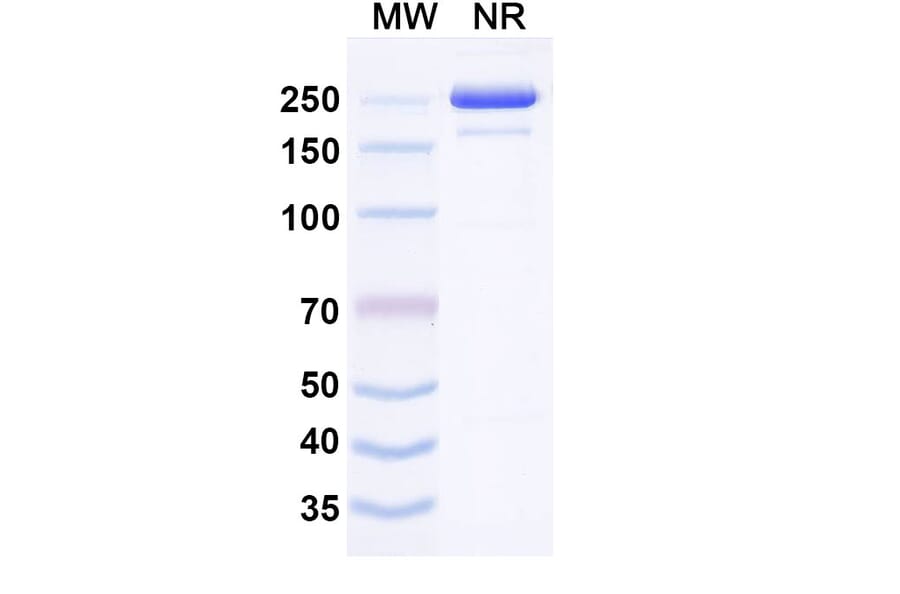 SDS-PAGE - Izeltabart Biosimilar - Anti-ADAM9 Antibody - BSA and Azide free (A339787) - Antibodies.com