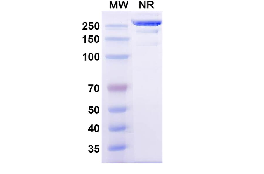 SDS-PAGE - Izeltabart Biosimilar - Anti-ADAM9 Antibody - BSA and Azide free (A339787) - Antibodies.com
