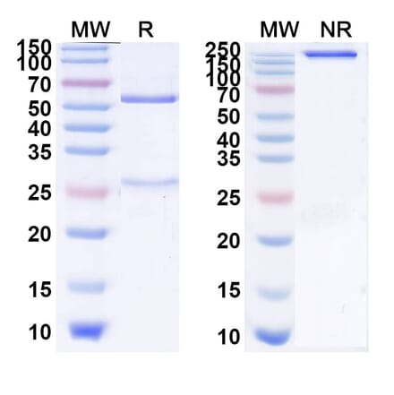 SDS-PAGE - Linavonkibart Biosimilar - Anti-TGF beta 1 Antibody - BSA and Azide free (A339788) - Antibodies.com