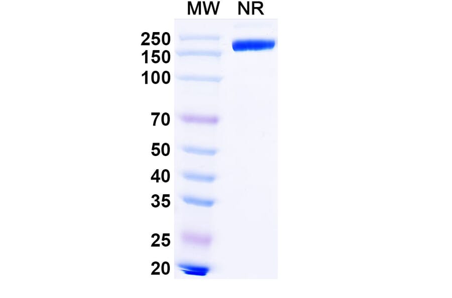 SDS-PAGE - Lipustobart Biosimilar - Anti-PD 1 Antibody - BSA and Azide free (A339789) - Antibodies.com