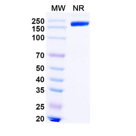 SDS-PAGE - Lipustobart Biosimilar - Anti-PD 1 Antibody - BSA and Azide free (A339789) - Antibodies.com