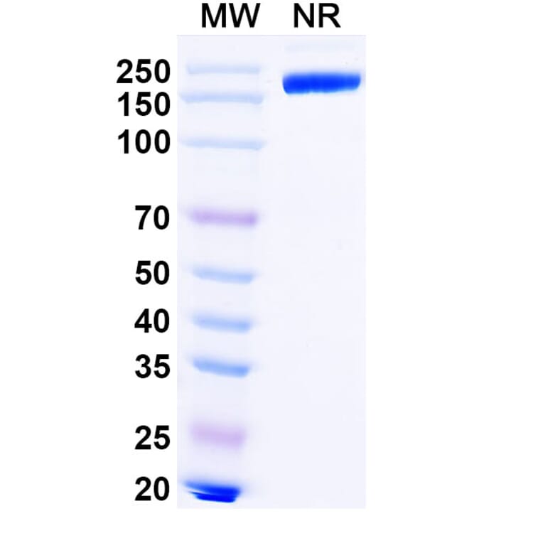 SDS-PAGE - Lipustobart Biosimilar - Anti-PD 1 Antibody - BSA and Azide free (A339789) - Antibodies.com