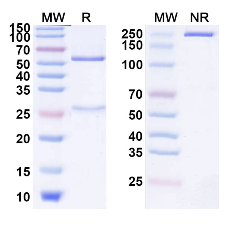 SDS-PAGE - Lipustobart Biosimilar - Anti-PD 1 Antibody - BSA and Azide free (A339789) - Antibodies.com