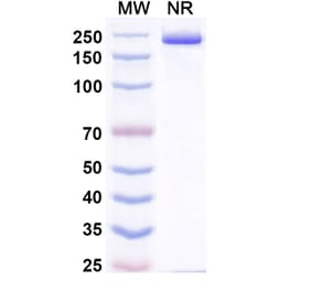 SDS-PAGE - Pradusinstobart Biosimilar - Anti-PD 1 Antibody - BSA and Azide free (A339790) - Antibodies.com