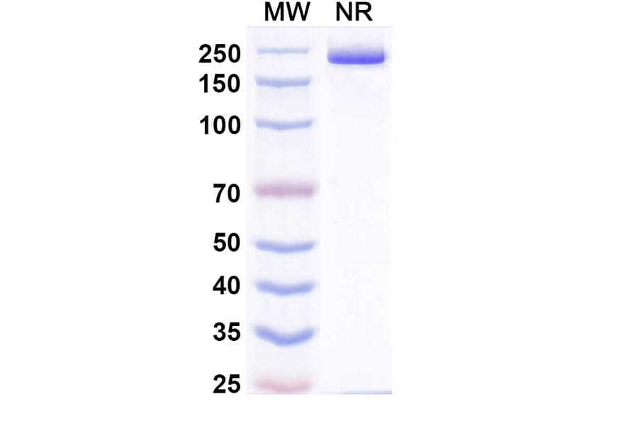 SDS-PAGE - Pradusinstobart Biosimilar - Anti-PD 1 Antibody - BSA and Azide free (A339790) - Antibodies.com