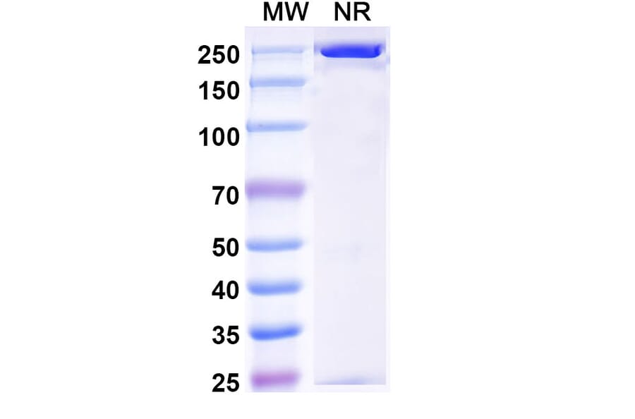 SDS-PAGE - Pradusinstobart Biosimilar - Anti-PD 1 Antibody - BSA and Azide free (A339790) - Antibodies.com