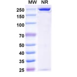 SDS-PAGE - Pradusinstobart Biosimilar - Anti-PD 1 Antibody - BSA and Azide free (A339790) - Antibodies.com