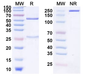 SDS-PAGE - Perenostobart Biosimilar - Anti-CD39 Antibody - BSA and Azide free (A339798) - Antibodies.com