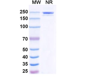 SDS-PAGE - Polzastobart Biosimilar - Anti-LILRB2 Antibody - BSA and Azide free (A339799) - Antibodies.com