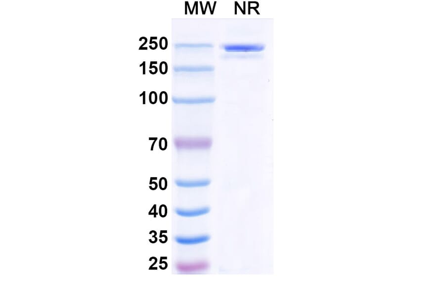 SDS-PAGE - Polzastobart Biosimilar - Anti-LILRB2 Antibody - BSA and Azide free (A339799) - Antibodies.com