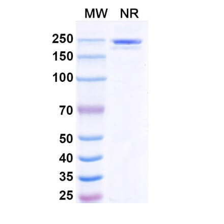 SDS-PAGE - Polzastobart Biosimilar - Anti-LILRB2 Antibody - BSA and Azide free (A339799) - Antibodies.com