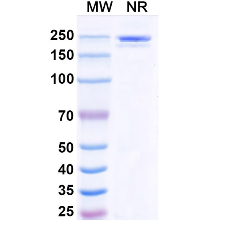 SDS-PAGE - Polzastobart Biosimilar - Anti-LILRB2 Antibody - BSA and Azide free (A339799) - Antibodies.com