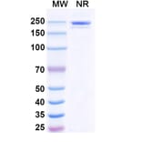SDS-PAGE - Polzastobart Biosimilar - Anti-LILRB2 Antibody - BSA and Azide free (A339799) - Antibodies.com