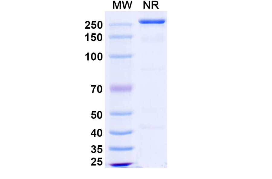 SDS-PAGE - Polzastobart Biosimilar - Anti-LILRB2 Antibody - BSA and Azide free (A339799) - Antibodies.com