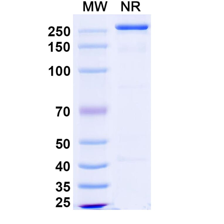 SDS-PAGE - Polzastobart Biosimilar - Anti-LILRB2 Antibody - BSA and Azide free (A339799) - Antibodies.com
