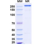 SDS-PAGE - Polzastobart Biosimilar - Anti-LILRB2 Antibody - BSA and Azide free (A339799) - Antibodies.com