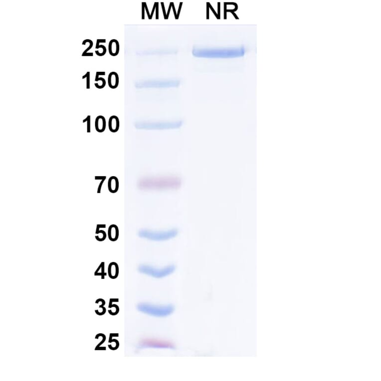 SDS-PAGE - Prafnosbart Biosimilar - Anti-ACVR1 Antibody - BSA and Azide free (A339801) - Antibodies.com