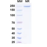 SDS-PAGE - Prafnosbart Biosimilar - Anti-ACVR1 Antibody - BSA and Azide free (A339801) - Antibodies.com