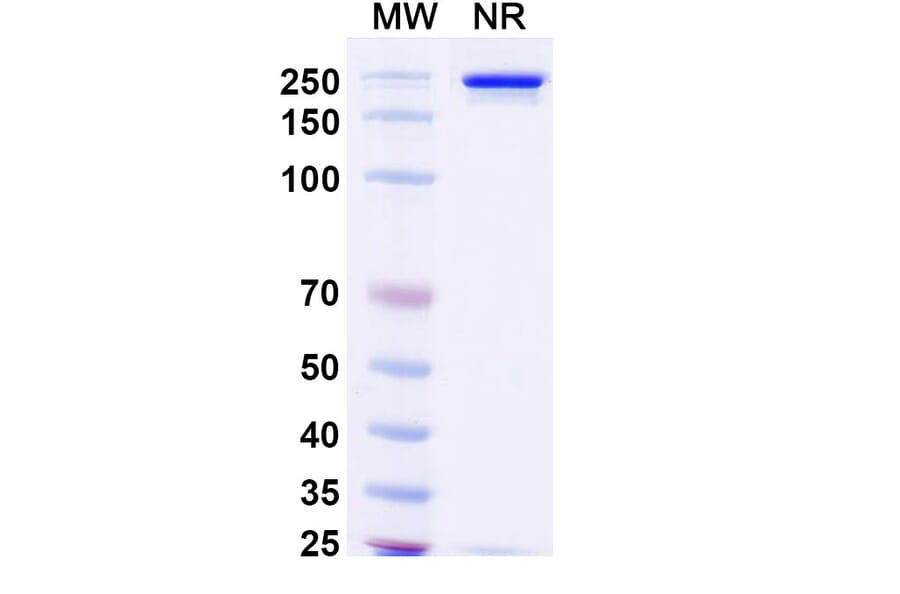SDS-PAGE - Prafnosbart Biosimilar - Anti-ACVR1 Antibody - BSA and Azide free (A339801) - Antibodies.com