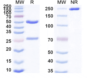SDS-PAGE - Raludotatug Biosimilar - Anti-Cadherin-6 Antibody - BSA and Azide free (A339802) - Antibodies.com