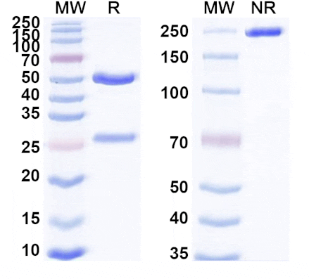 SDS-PAGE - Raludotatug Biosimilar - Anti-Cadherin-6 Antibody - BSA and Azide free (A339802) - Antibodies.com