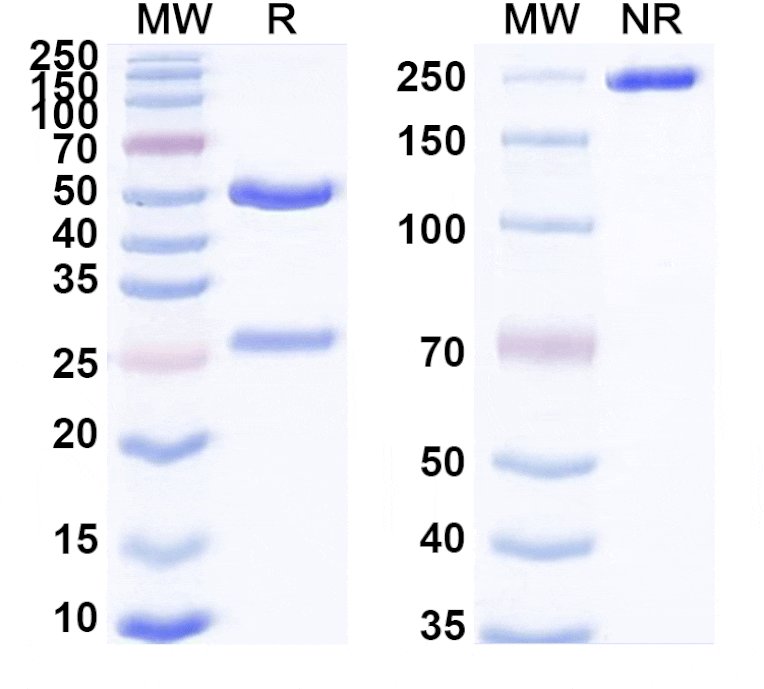 SDS-PAGE - Raludotatug Biosimilar - Anti-Cadherin-6 Antibody - BSA and Azide free (A339802) - Antibodies.com
