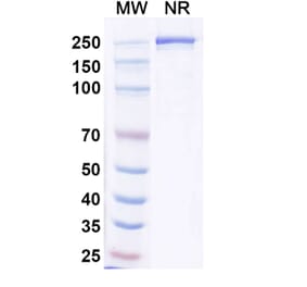 SDS-PAGE - Resugosbart Biosimilar - Anti-Sclerostin Antibody - BSA and Azide free (A339803) - Antibodies.com